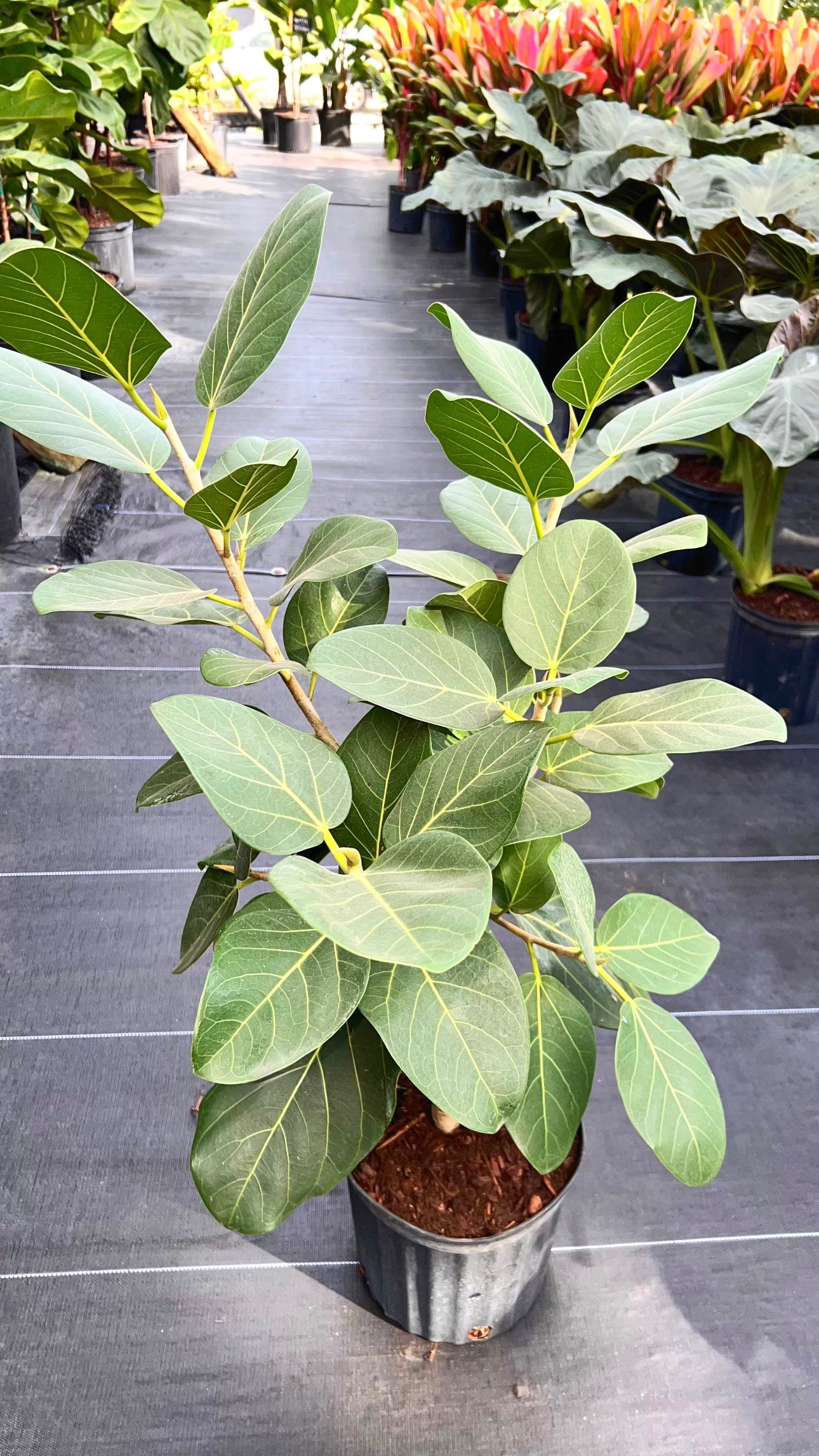 ficus audrey bush Ficus Audrey Bush Form, Ficus Benghalensisis Bengal Fig