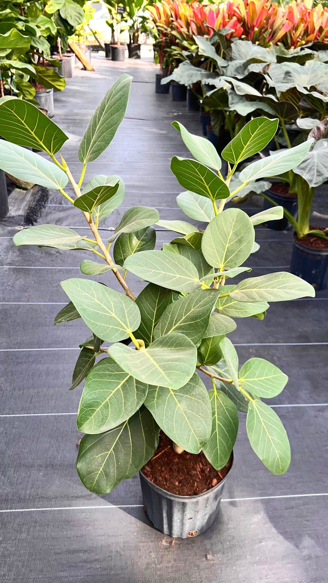 Ficus Audrey Bush Form, Ficus Benghalensisis Bengal Fig