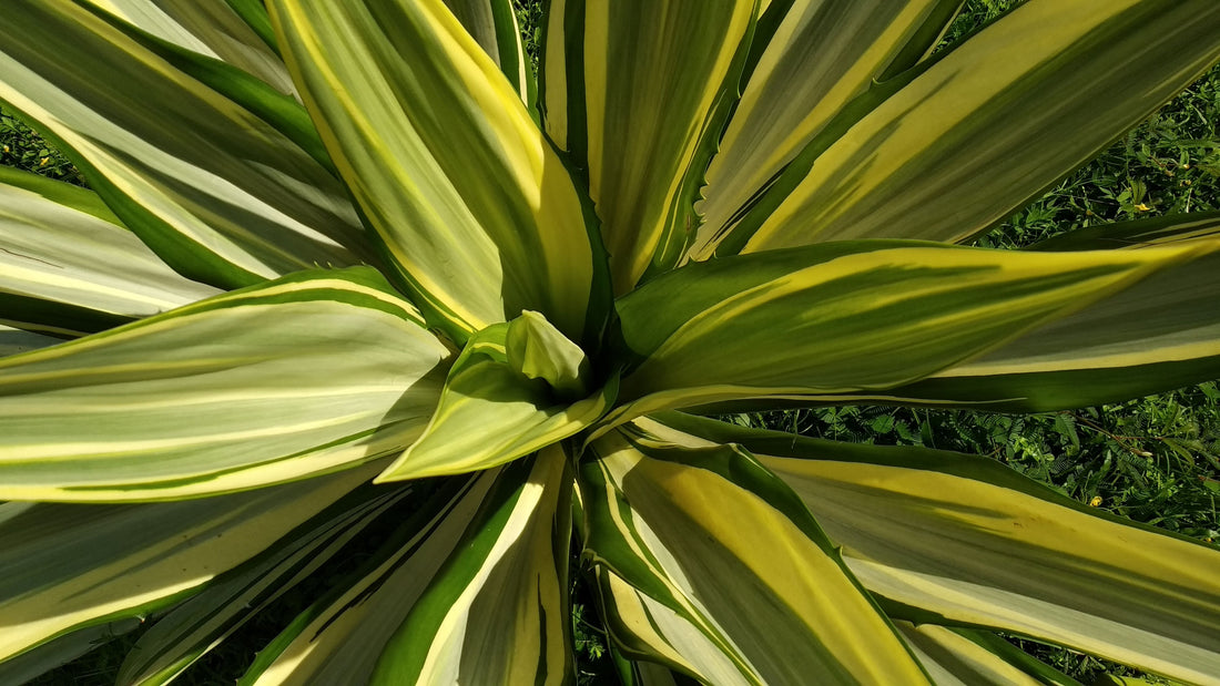 False Agave, Variegated Agave