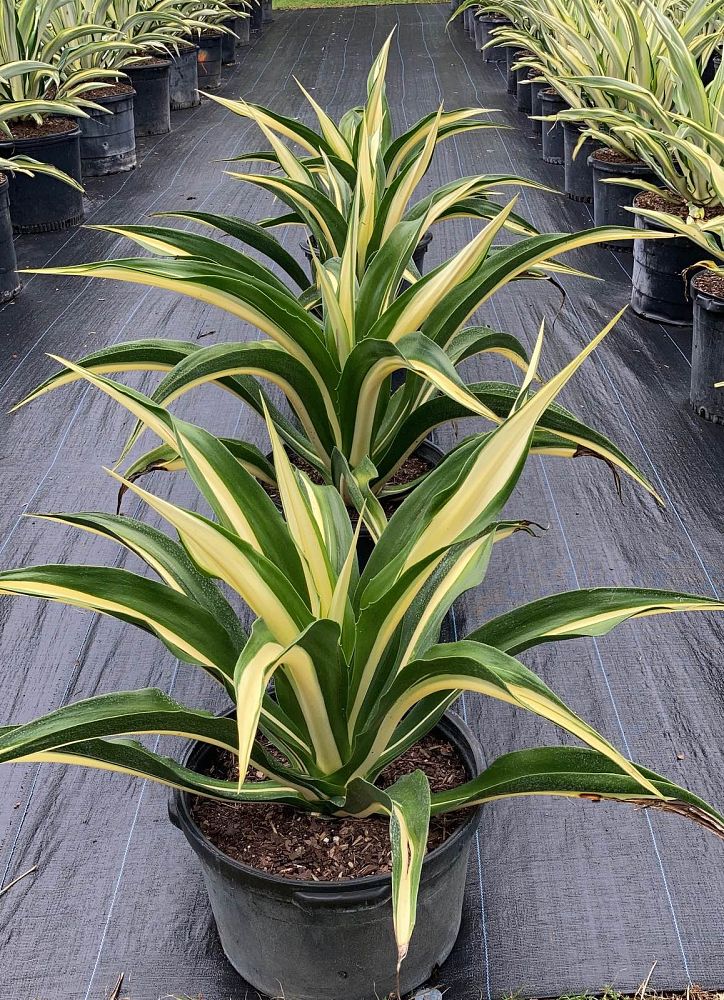 False Agave, Furcraea Foetida
