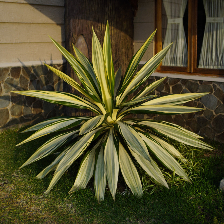 A False Agave plant with cream-green leaves, planted in front of a house with a stone wall.