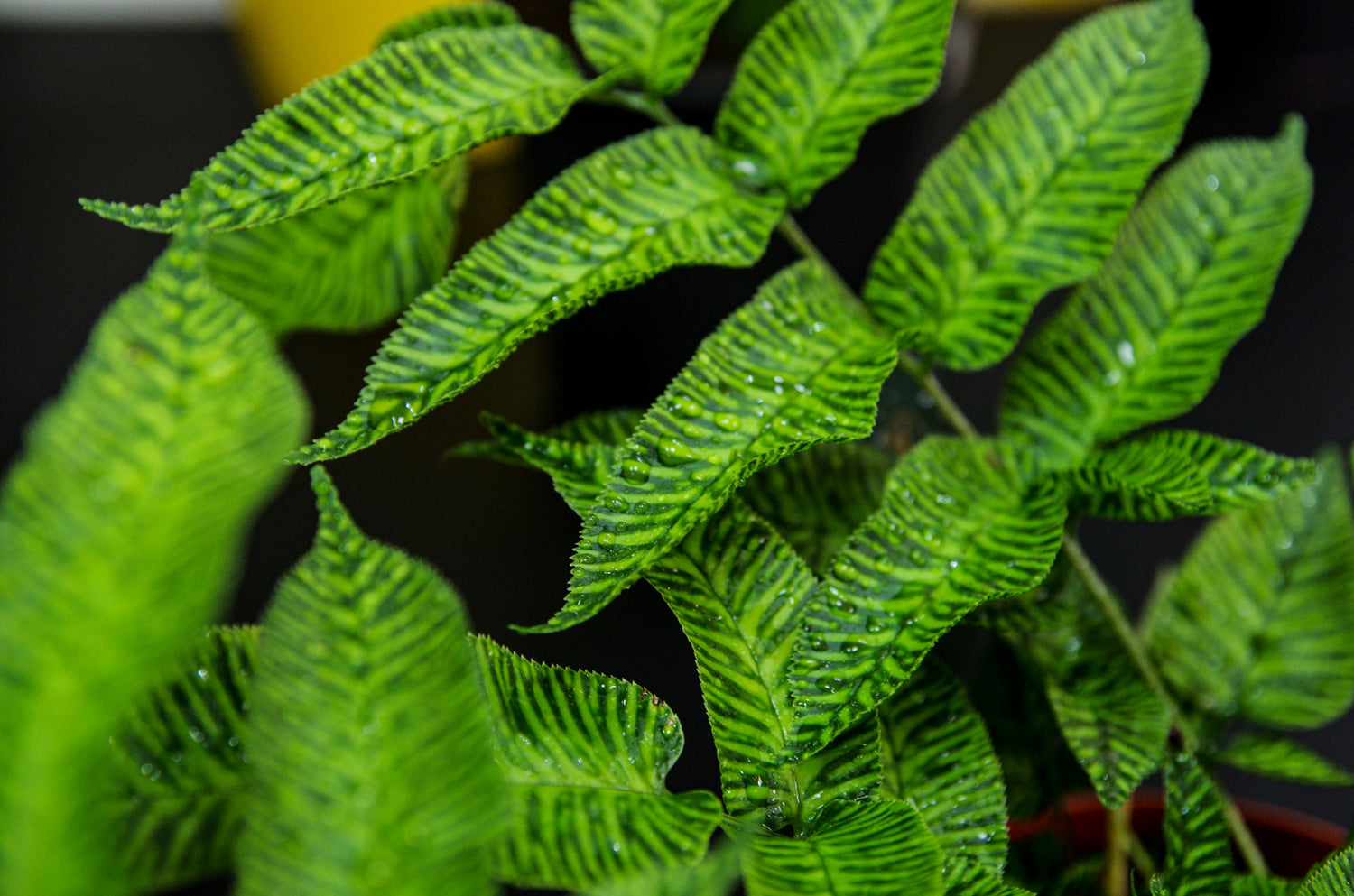 close view of Striped Bamboo Fern ‘Golden Zebra&