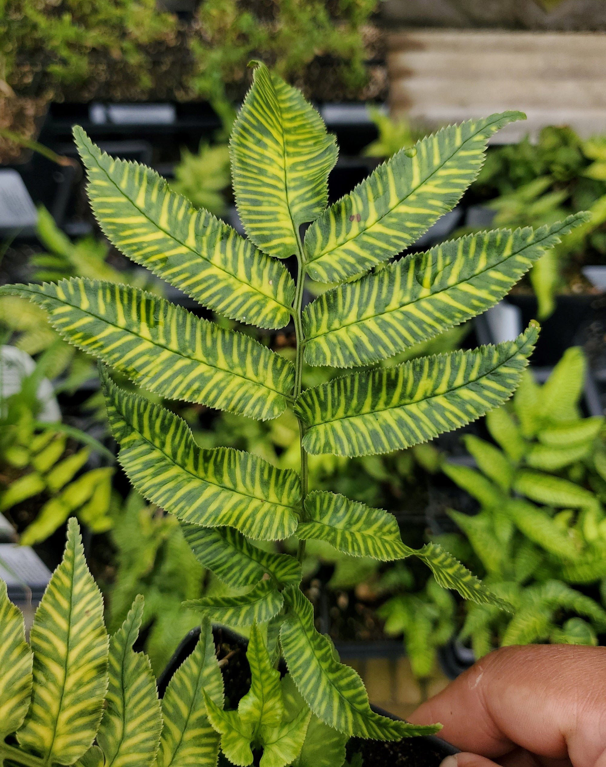 Striped Bamboo Fern ‘Golden Zebra’ Plant | Eureka Farms