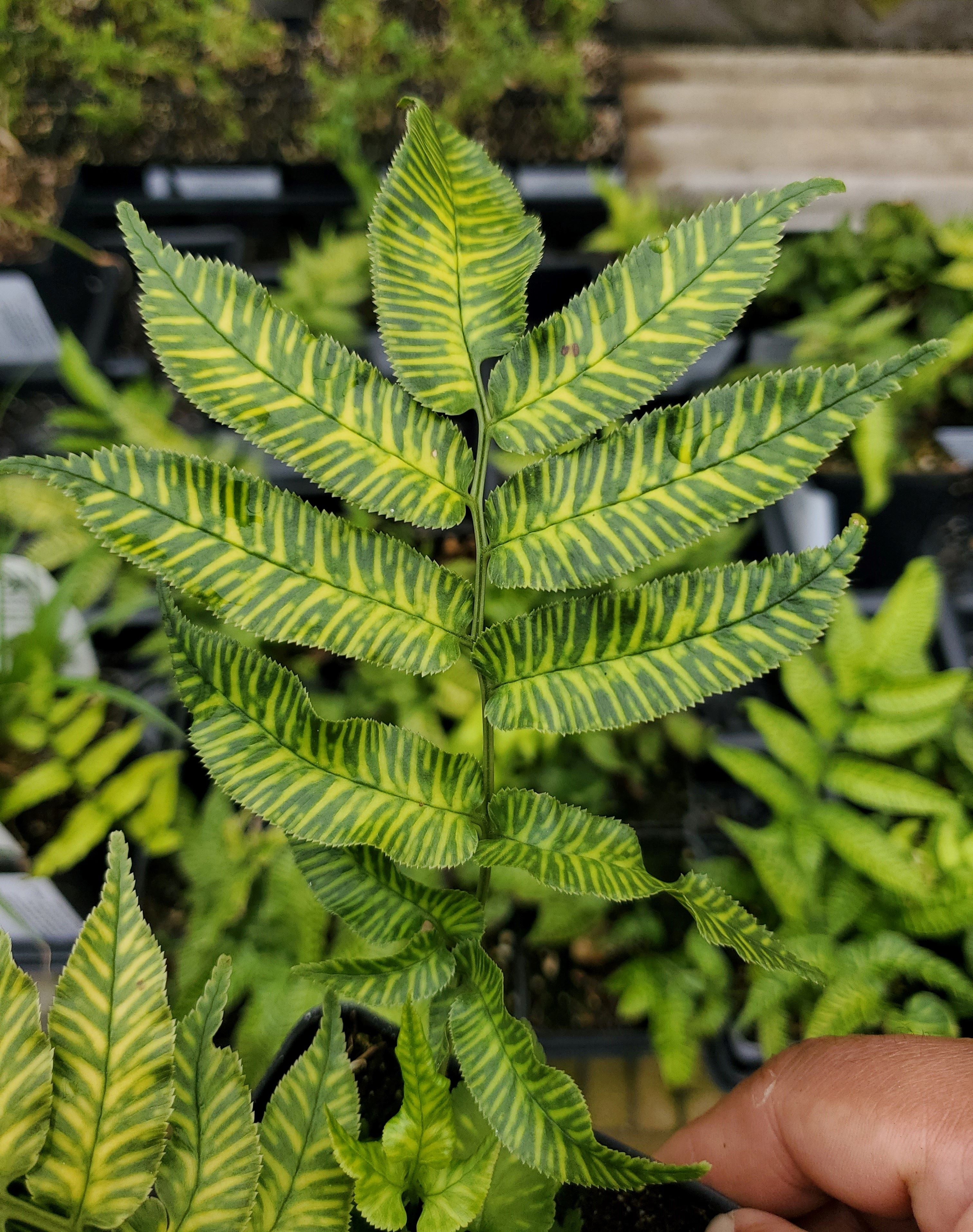 leaves of Striped Bamboo Fern ‘Golden Zebra&