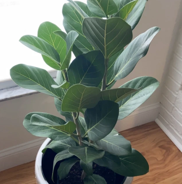 Braided Ficus Audrey, Bengal Fig