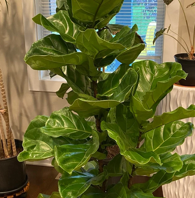 double stem fiddle leaf fig Ficus Lyrata Tree Form Double, Fiddle Leaf Fig Tree