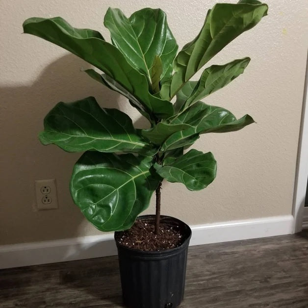 Ficus Lyrata Tree Form Single, Fiddle Leaf Fig Tree