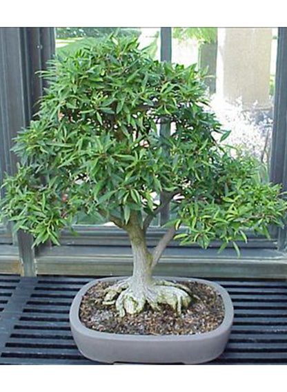 fig bonsai tree Shop OurFicus Salicifolia, Bonsai Tree