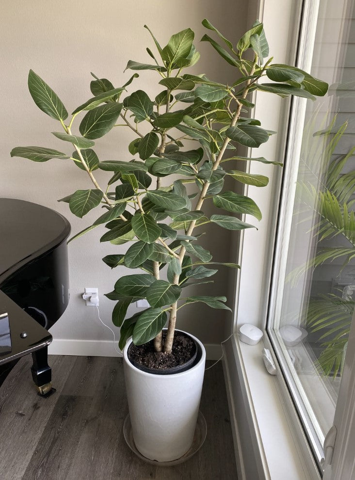 Ficus Audrey Bush Form Column, Ficus Benghalensisis Bengal Fig