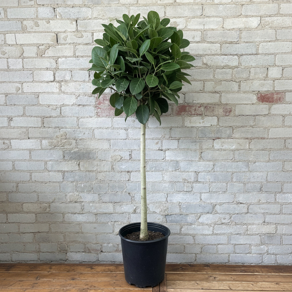 Shop Our Ficus Audrey Tree - Bengal Tree | Eureka Farms
