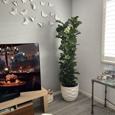 Ficus Bambino Bush Form, Fiddle Leaf Fig Tree
