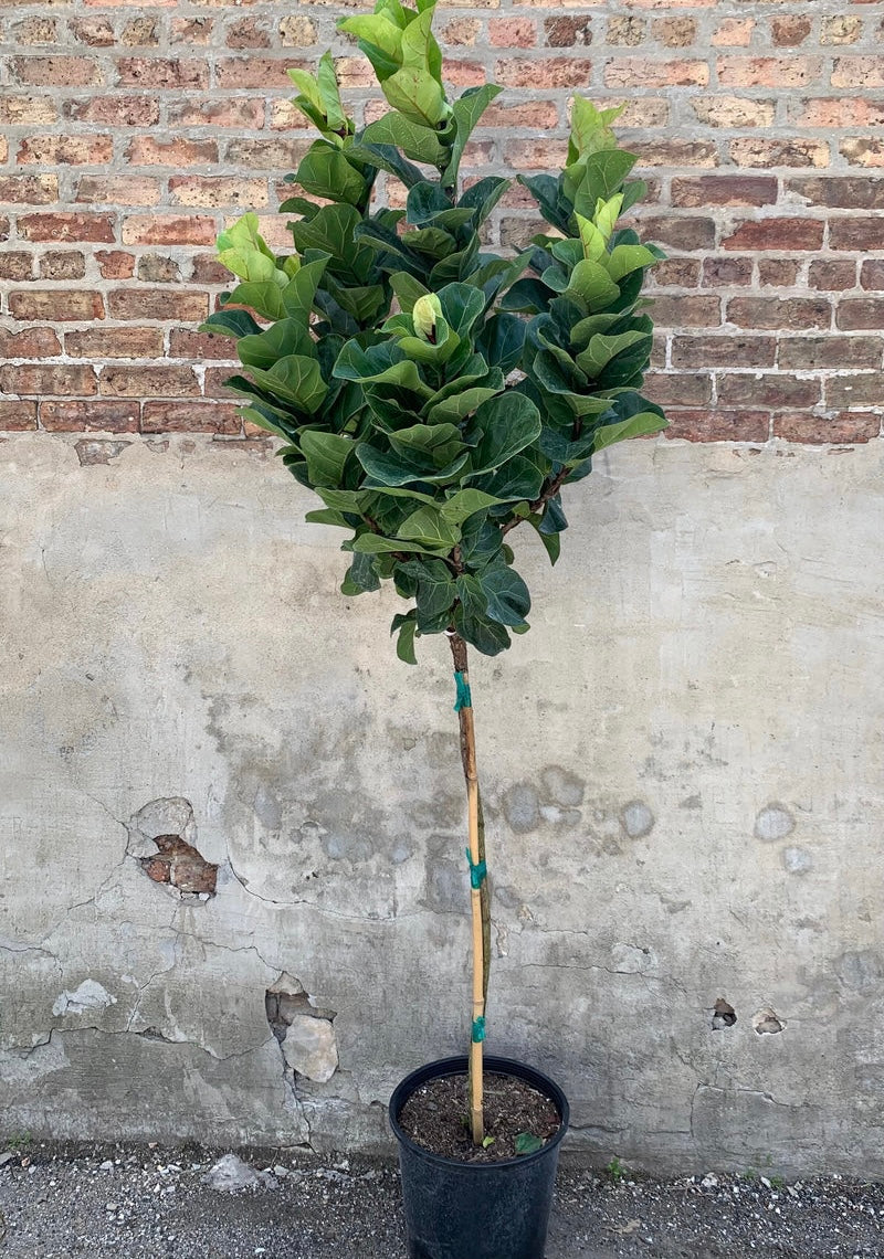 fiddle leaf fig little fiddle Ficus Bambino Tree Form Single Stem, Fiddle Leaf Fig Tree