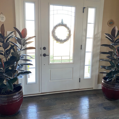 Ficus Burgundy Bush, Rubber Tree