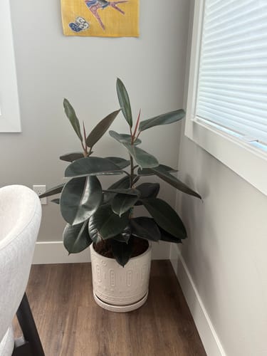 Ficus Burgundy Bush, Rubber Tree