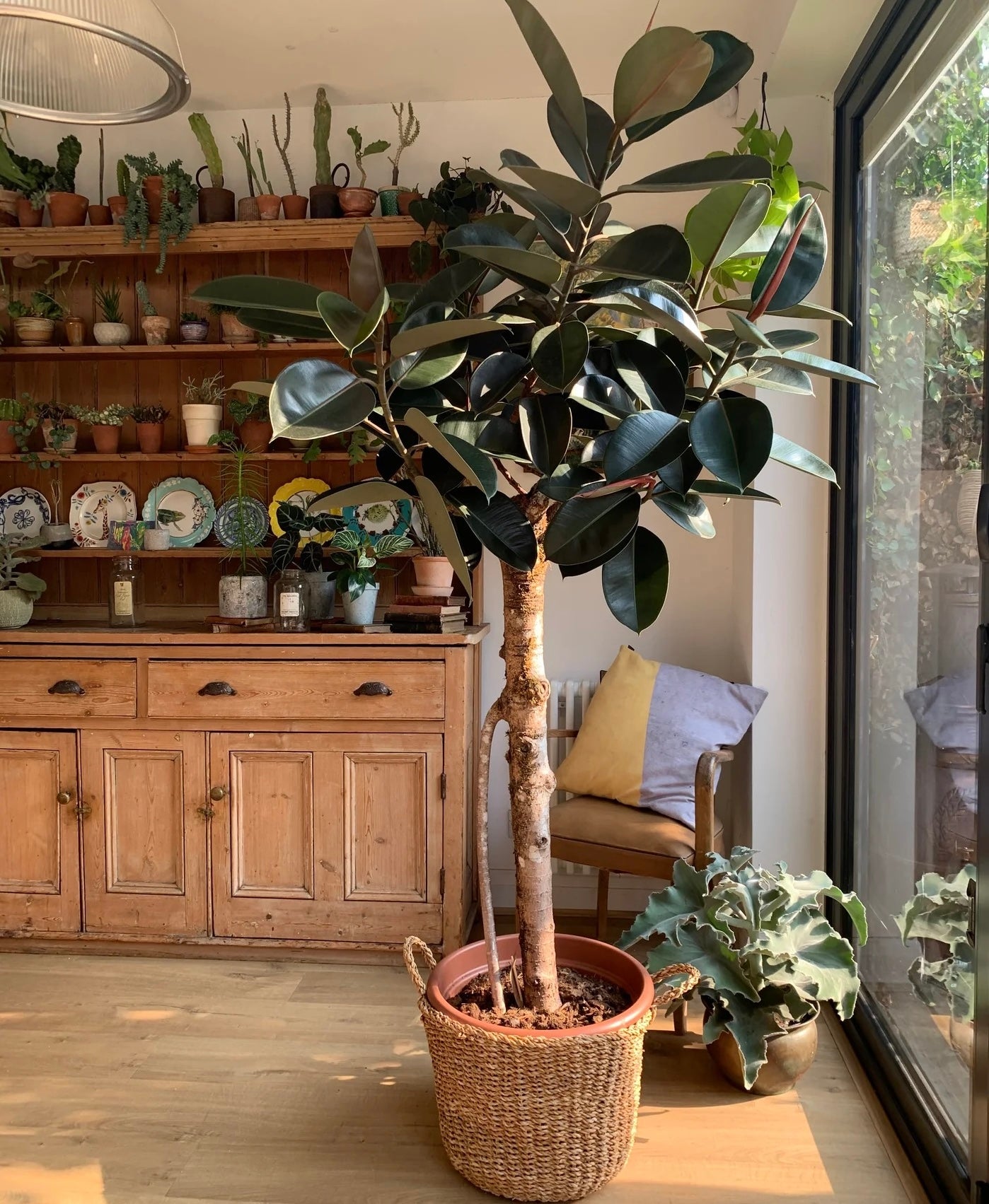tall indoor rubber plant Ficus Burgundy Tree Form Single Stem, Rubber Tree