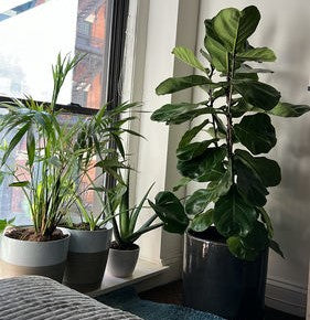 Ficus Lyrata Bush Form, Fiddle Leaf Fig Tree