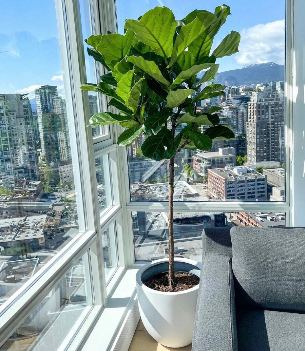 fiddle leaf fig live tree Ficus Lyrata Tree Form Single Stem, Fiddle Leaf Fig Tree