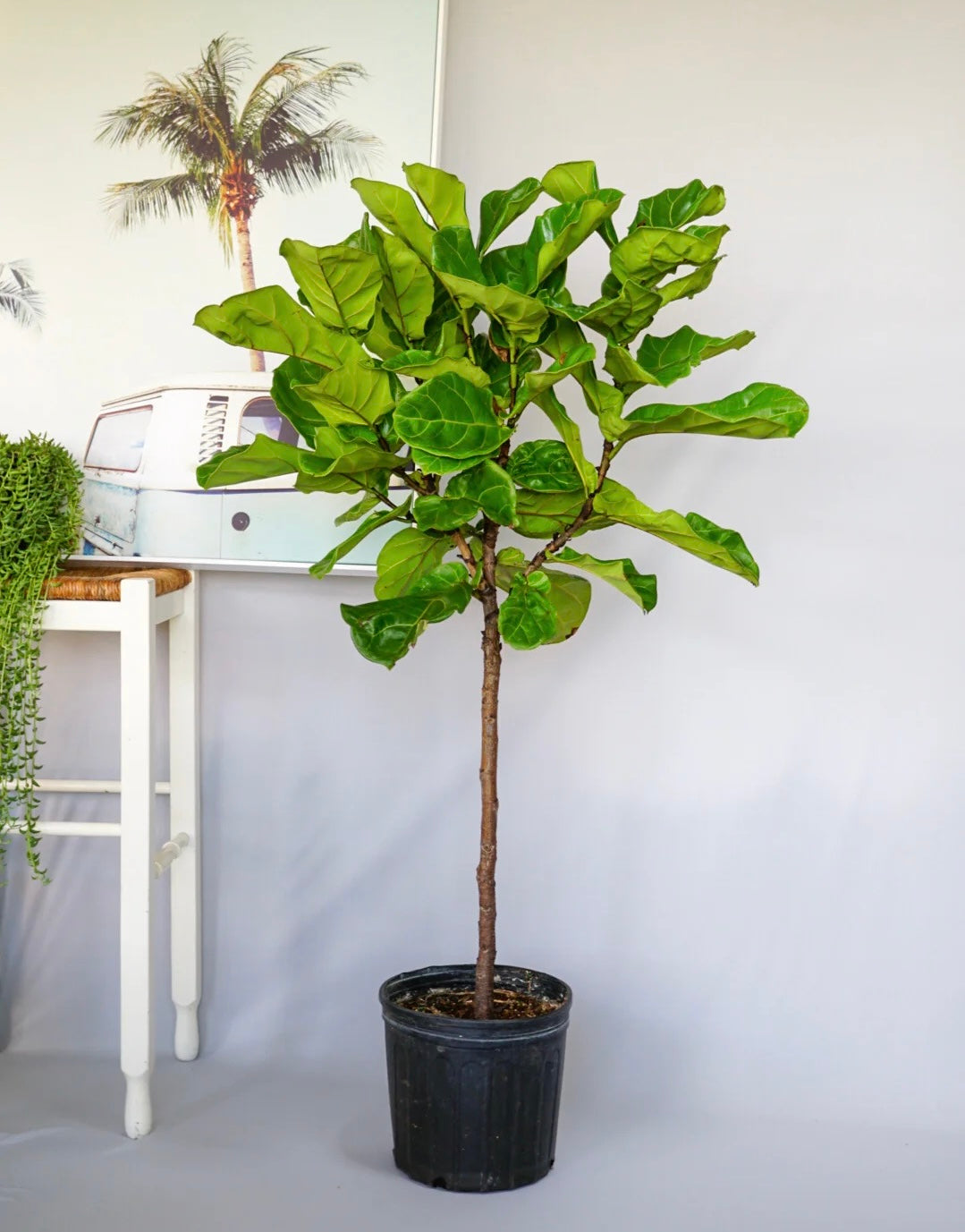 fiddle leaf fig trunk Design your living room Indoor Space with a Hand Crafted Ficus Lyrata Tree Like Form Single