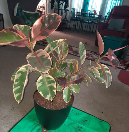 Ficus Ruby Bush Form, Rubber Tree Live Plant Indoor Air Purifier