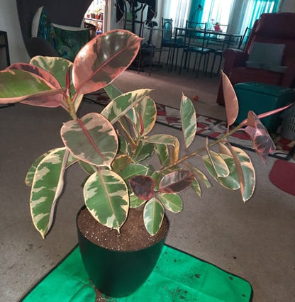 Ficus Ruby Bush Form, Rubber Tree Live Plant Indoor Air Purifier