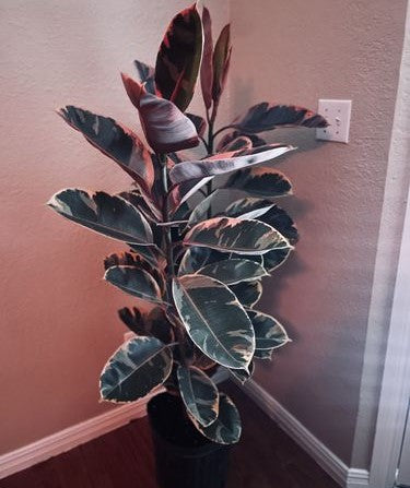 Ficus Ruby Bush Form, Rubber Tree Live Plant Indoor Air Purifier