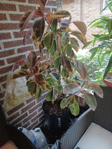 Ficus Ruby Bush Form, Rubber Tree Live Plant Indoor Air Purifier