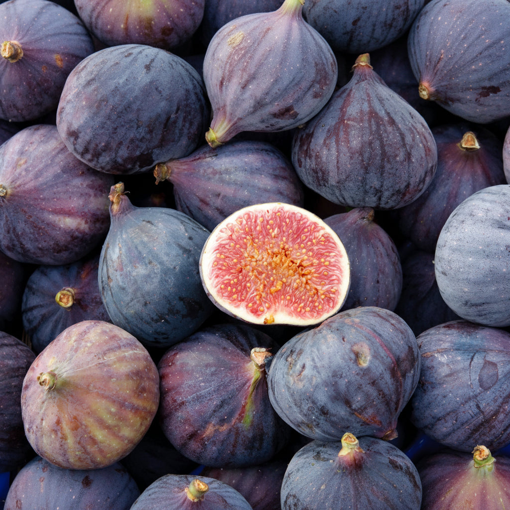 Fig Tree Chicago Hardy, Ficus Carica Fruit