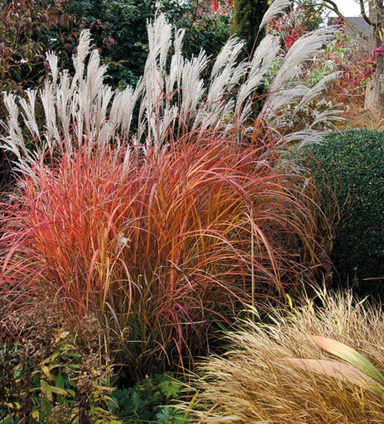 Maiden Grass Little Miss Dwarf, Miscanthus