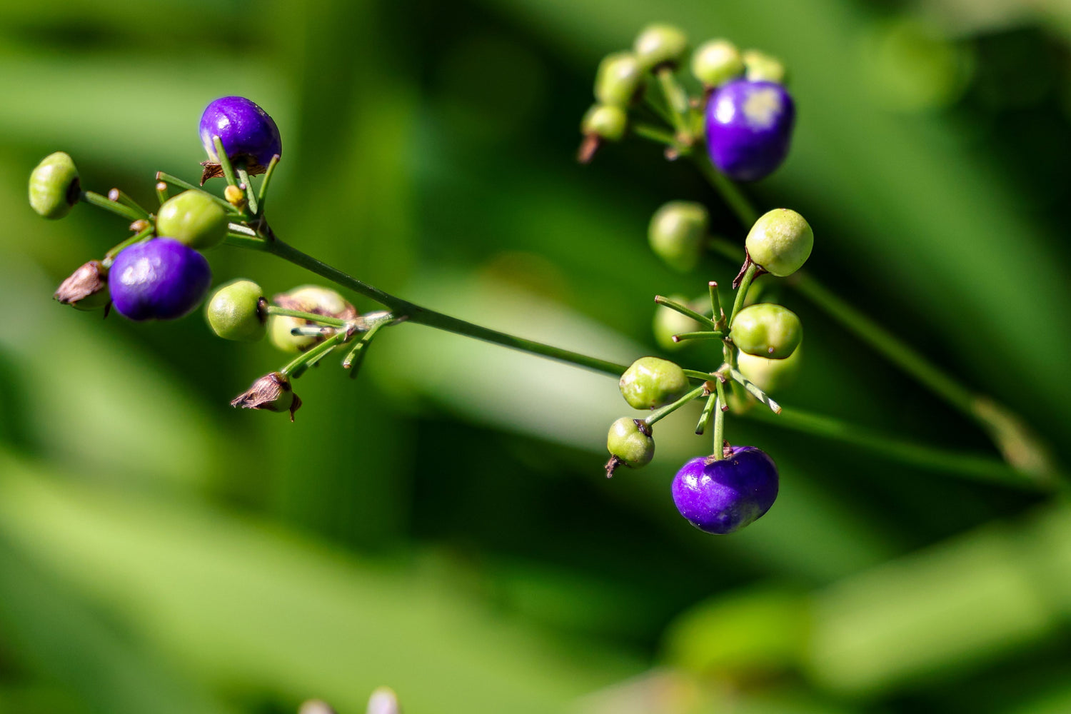 Dianella Flax Lily Silver Streak