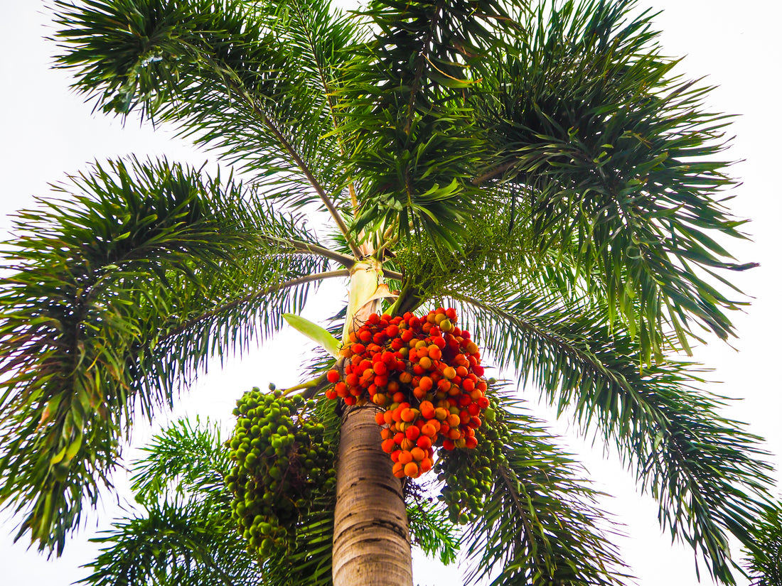 Foxtail Palm Single, Wodyetia bifurcata