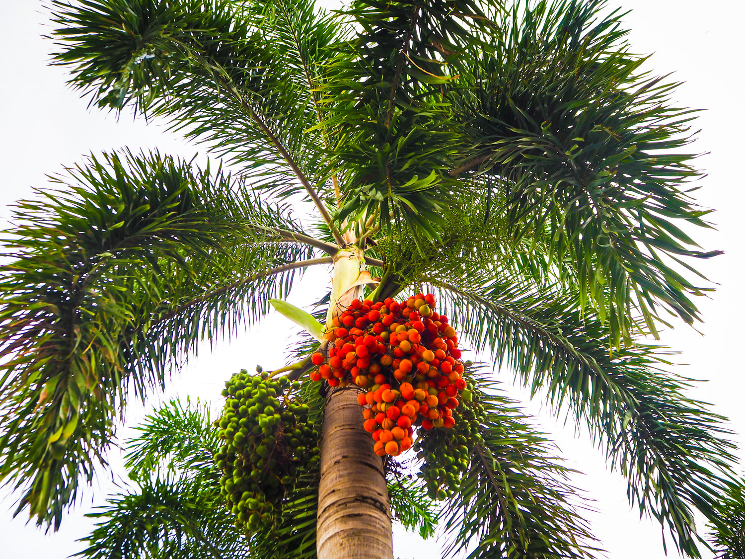 Foxtail Palm Single, Wodyetia bifurcata