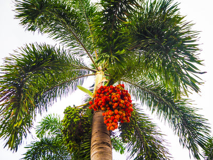 Foxtail Palm Single, Wodyetia bifurcata