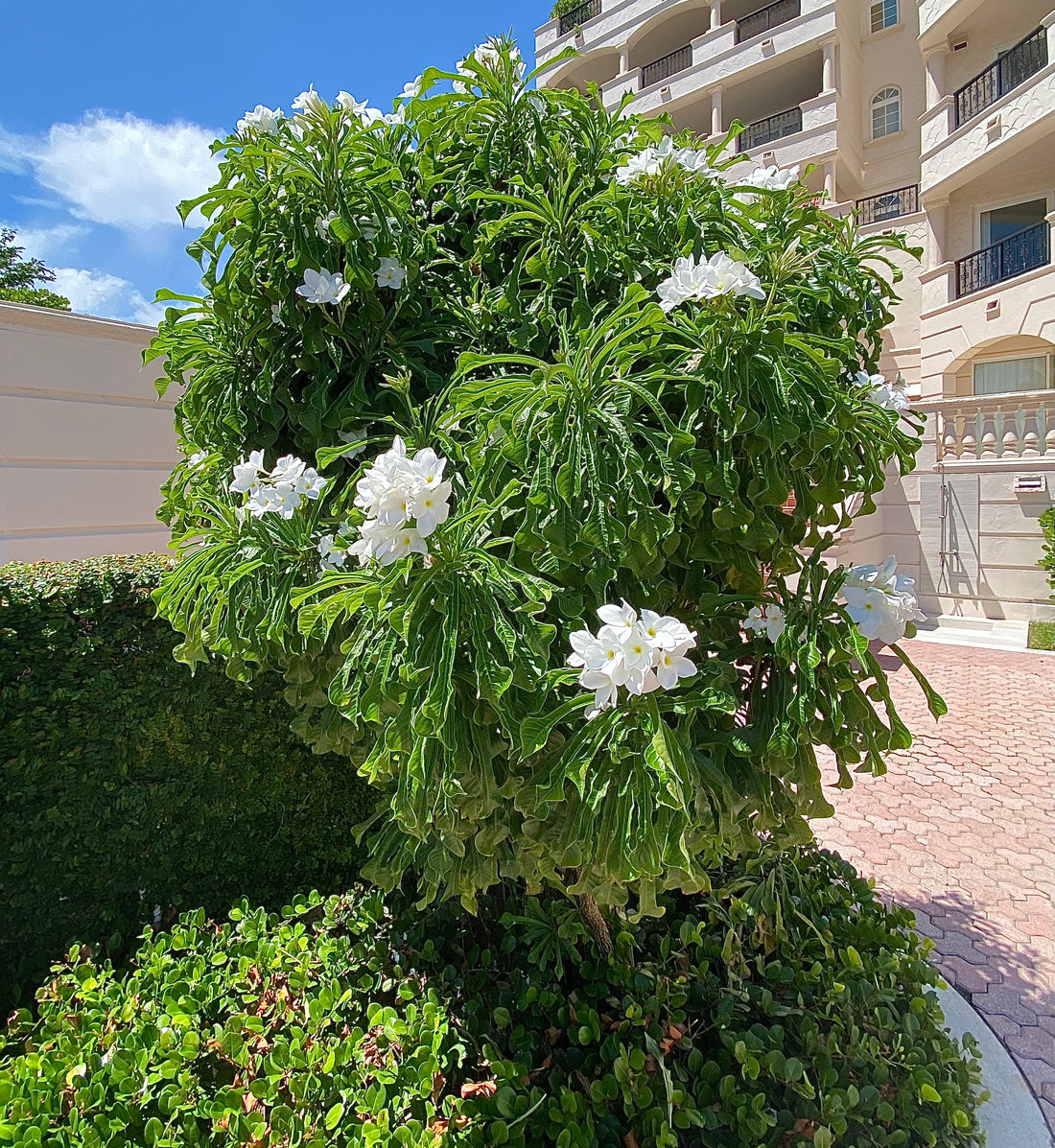 Bridal Bouquet Plumeria White Flowering Tree