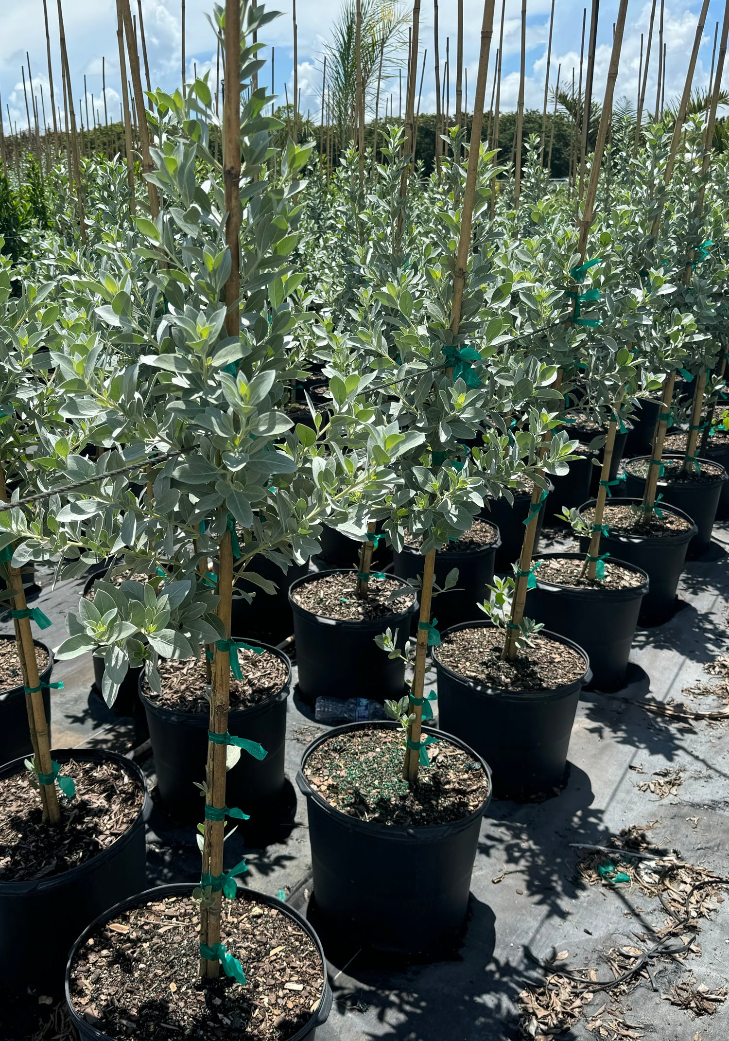 Silver Buttonwood Tree Form