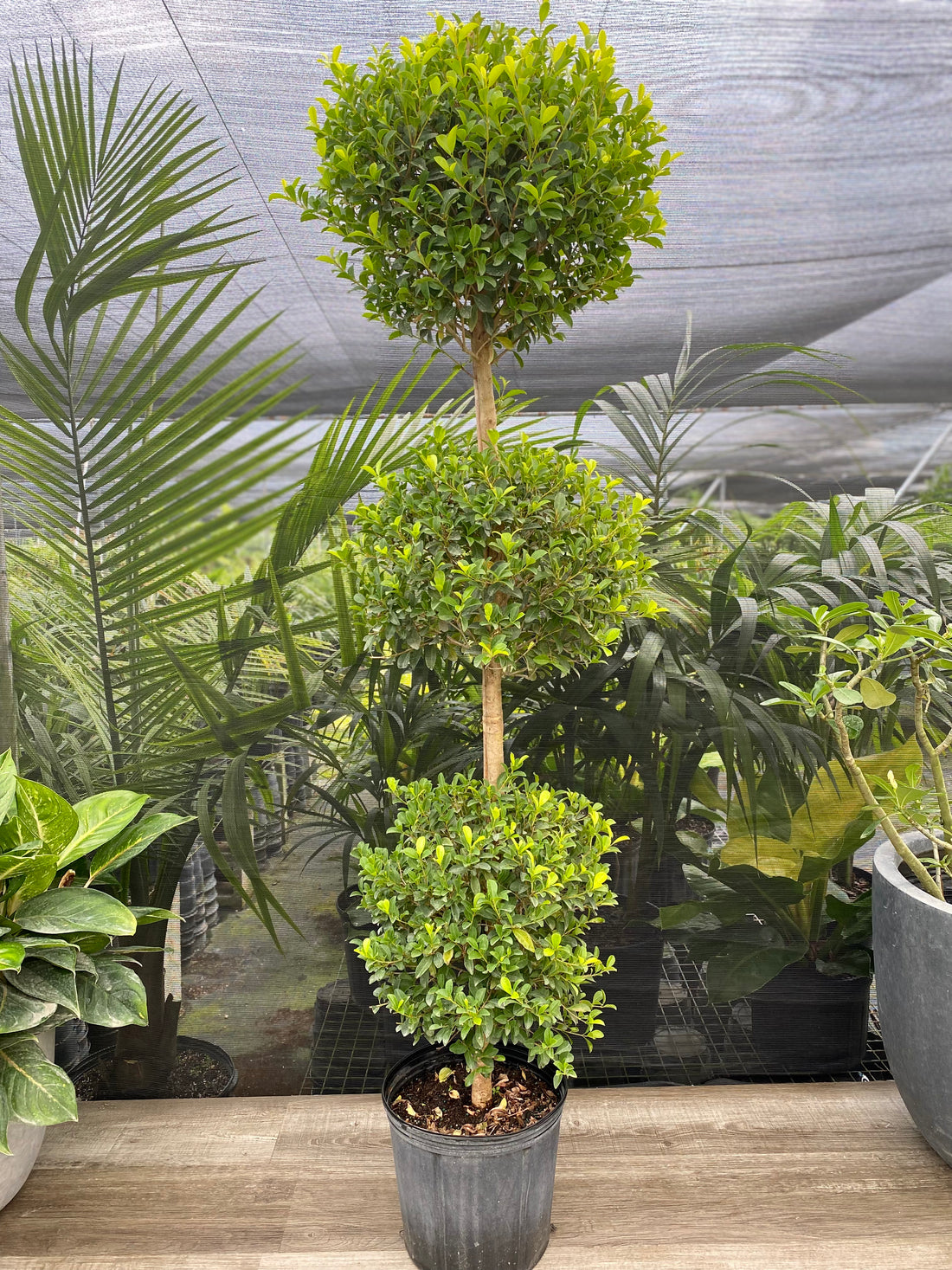 Shop Our Topiary Sphere Form | Eureka Farms