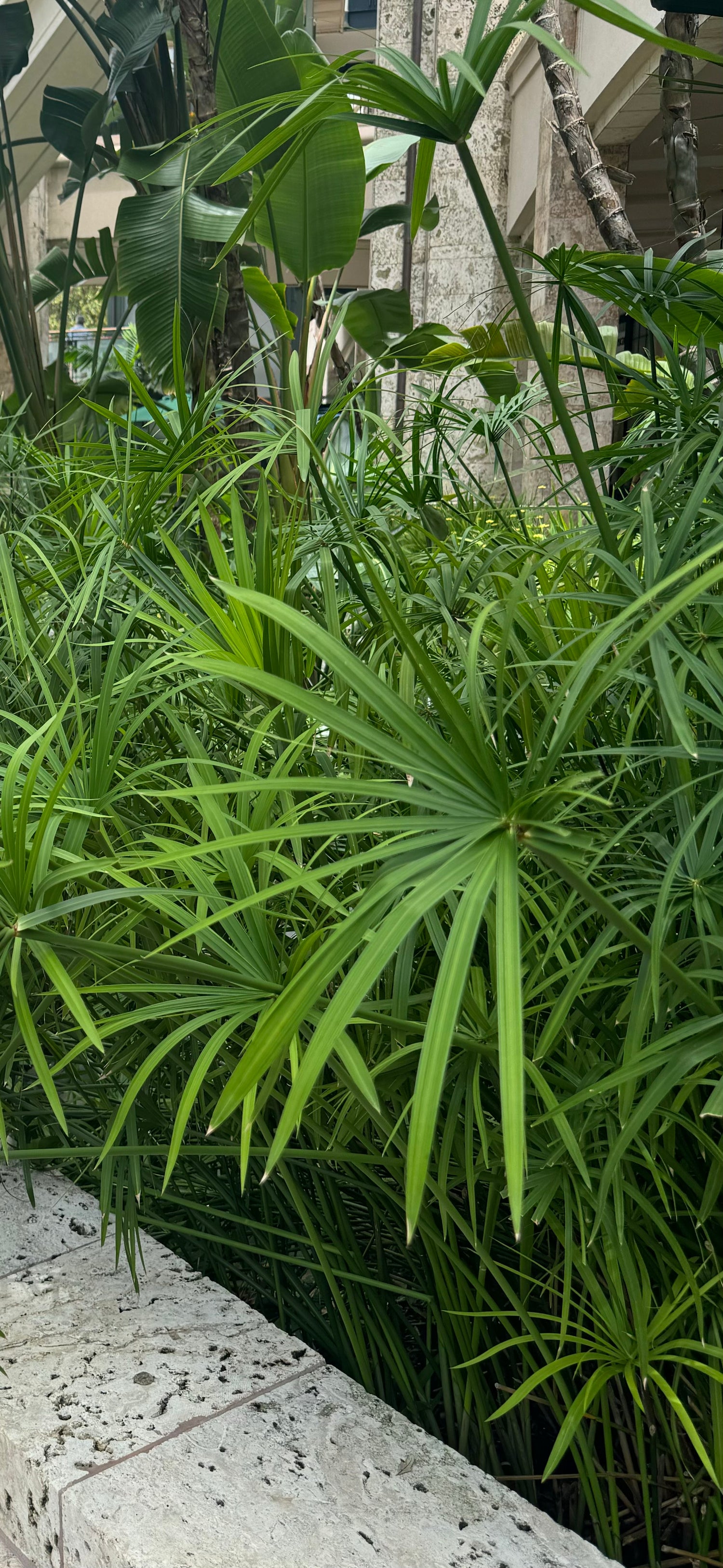 Papyrus Cyperus Aquatic Palm