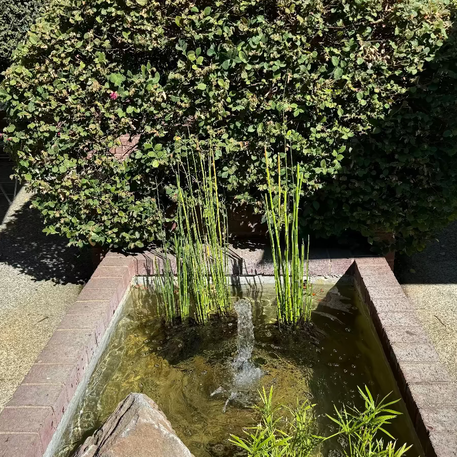 Horsetail reed bamboo grass Planted in garden