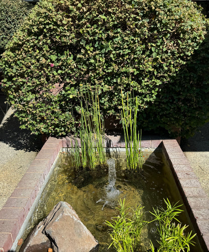 Horsetail Reed Grass, Equisetum Hyemale