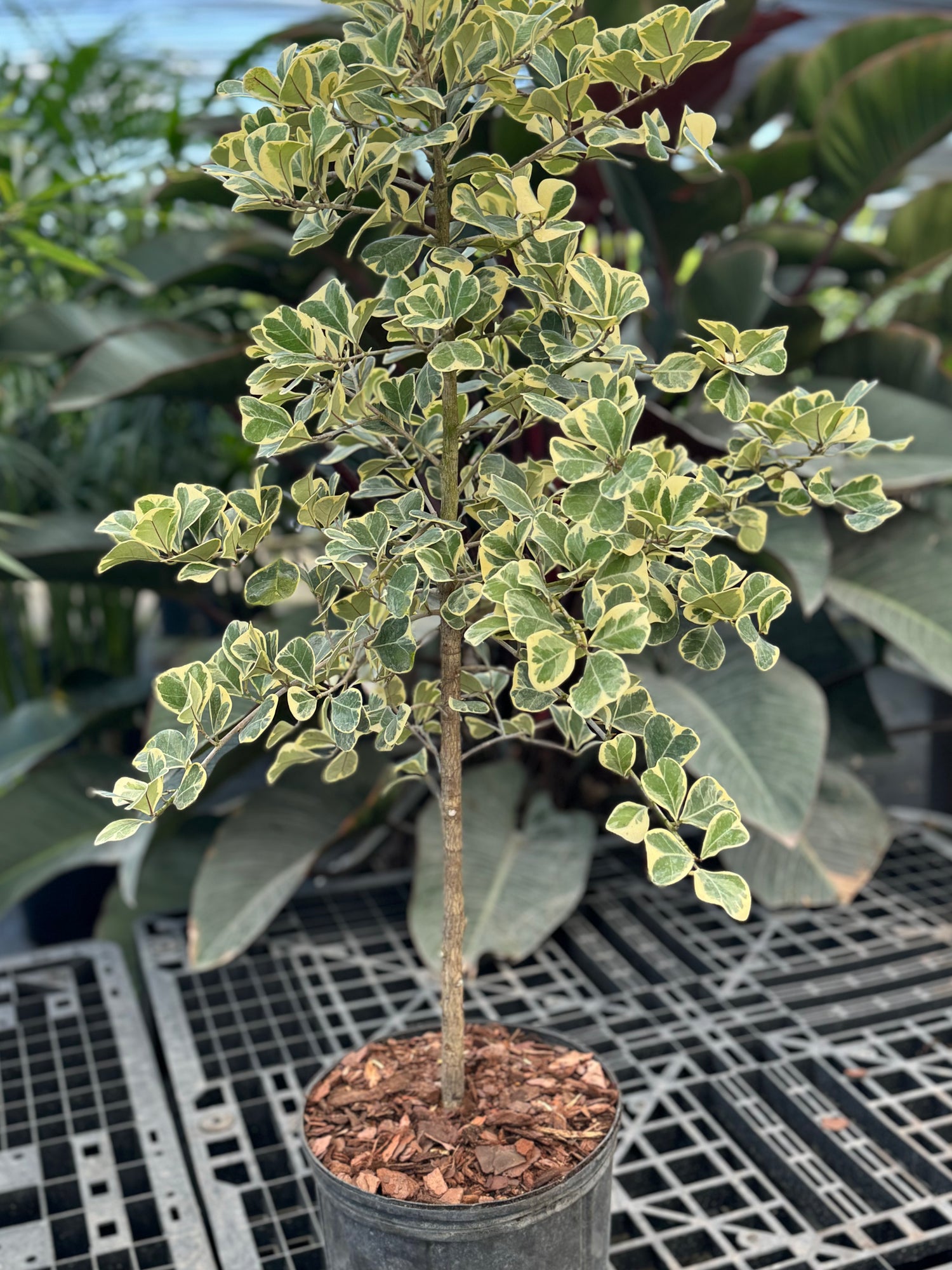 Ficus Triangularis Tree Form Single Stem, Variegated Tree