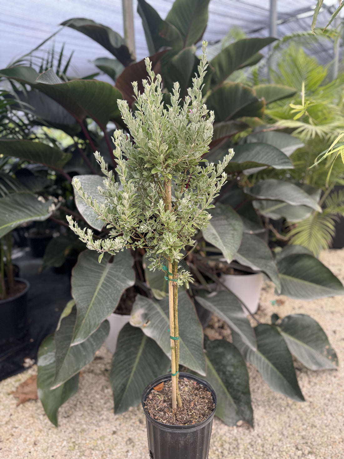 upper view of Texas Sage, Tree Form Silverleaf Purple Sage