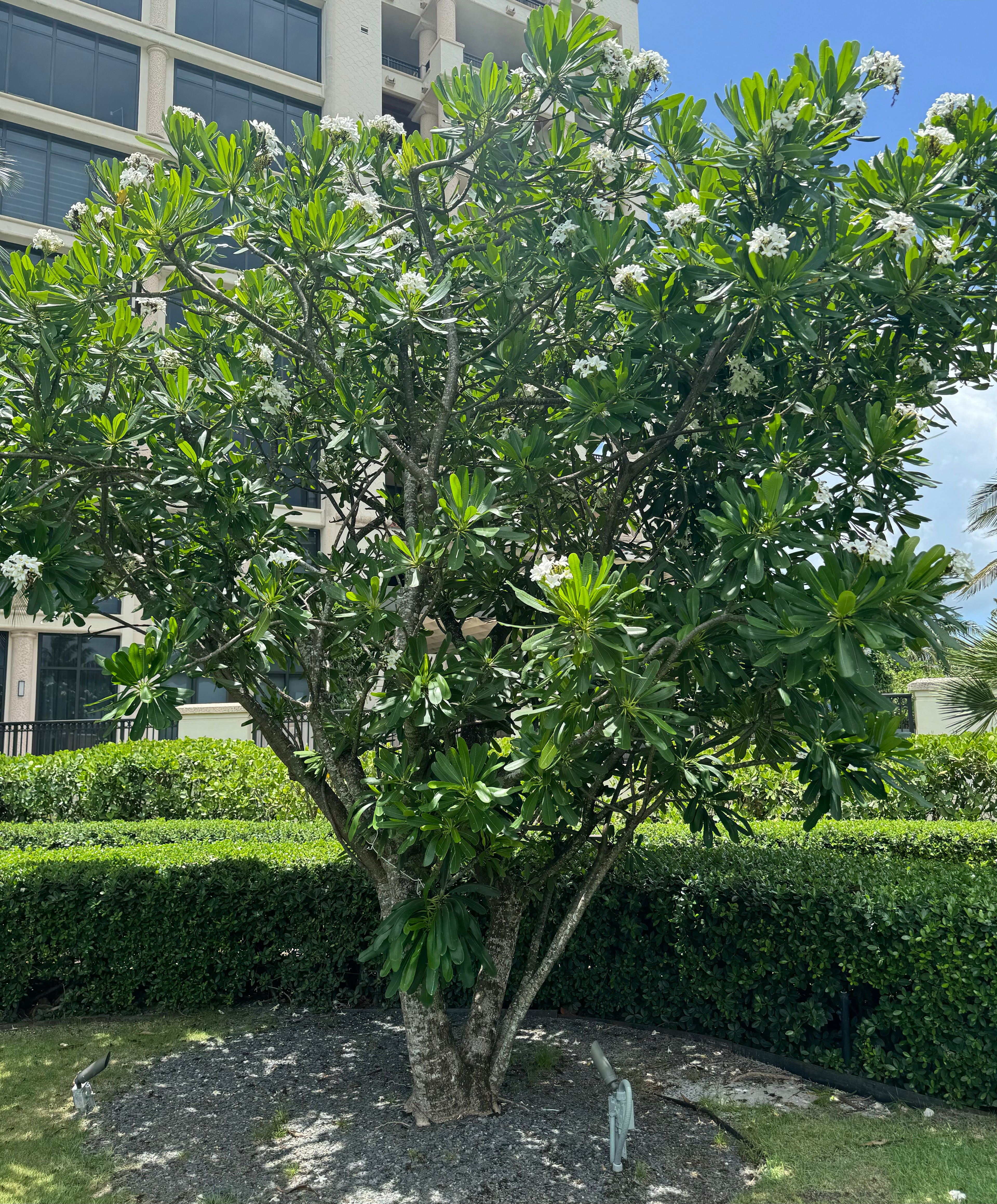 Plumeria Frangipani Obtusa White Orchid Flowering Tree