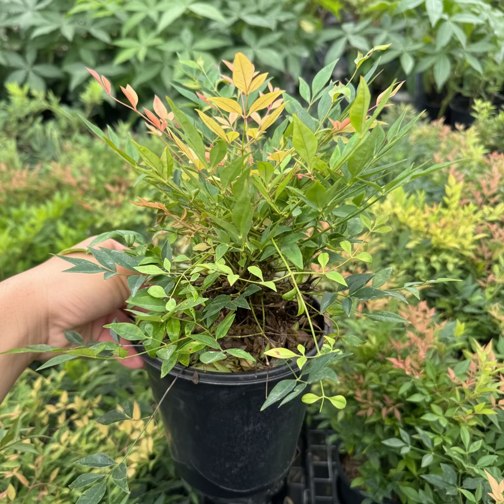 leaves of Nandina Firepower Heavenly Bamboo