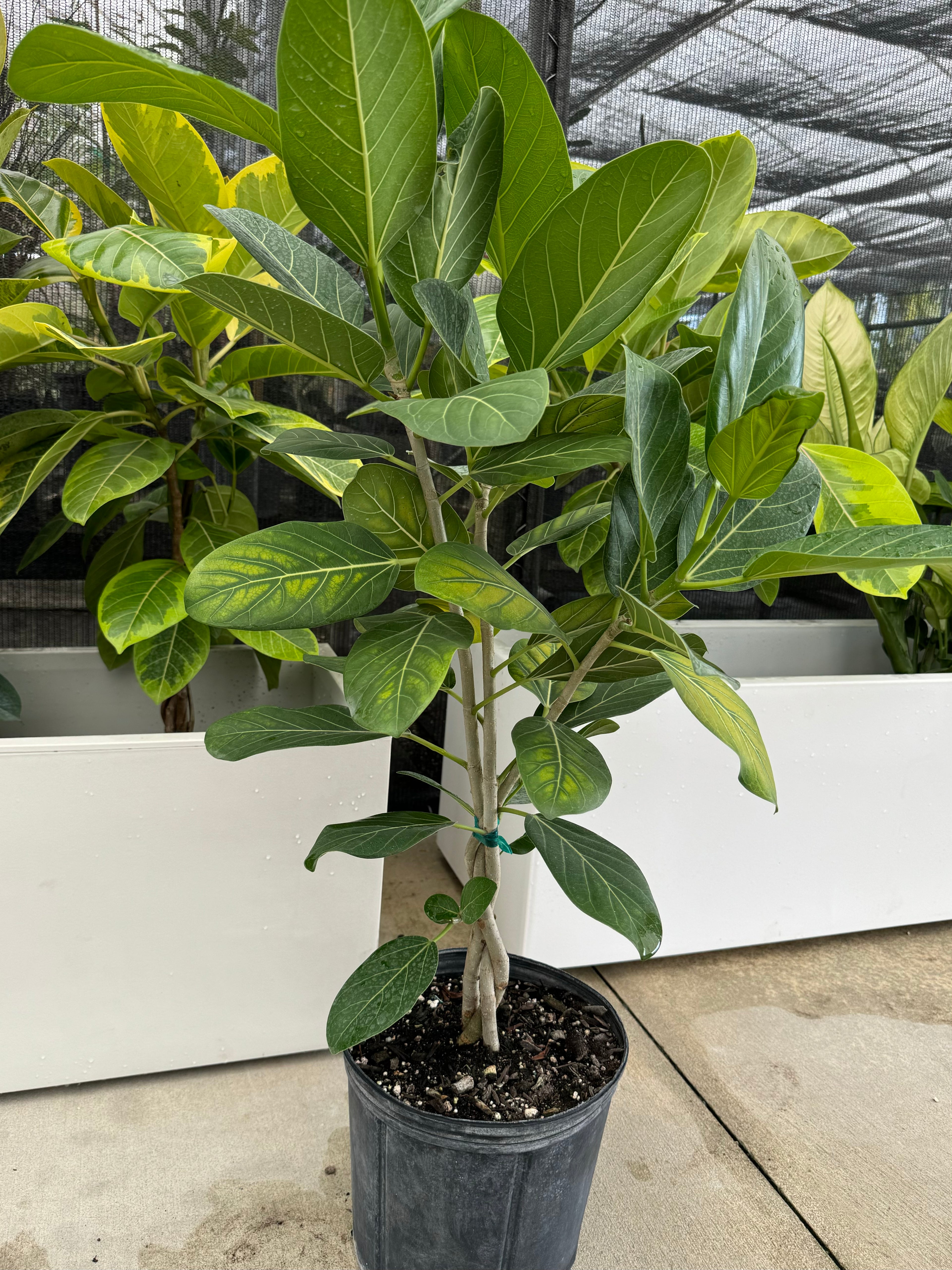 Braided Ficus Audrey, Bengal Fig
