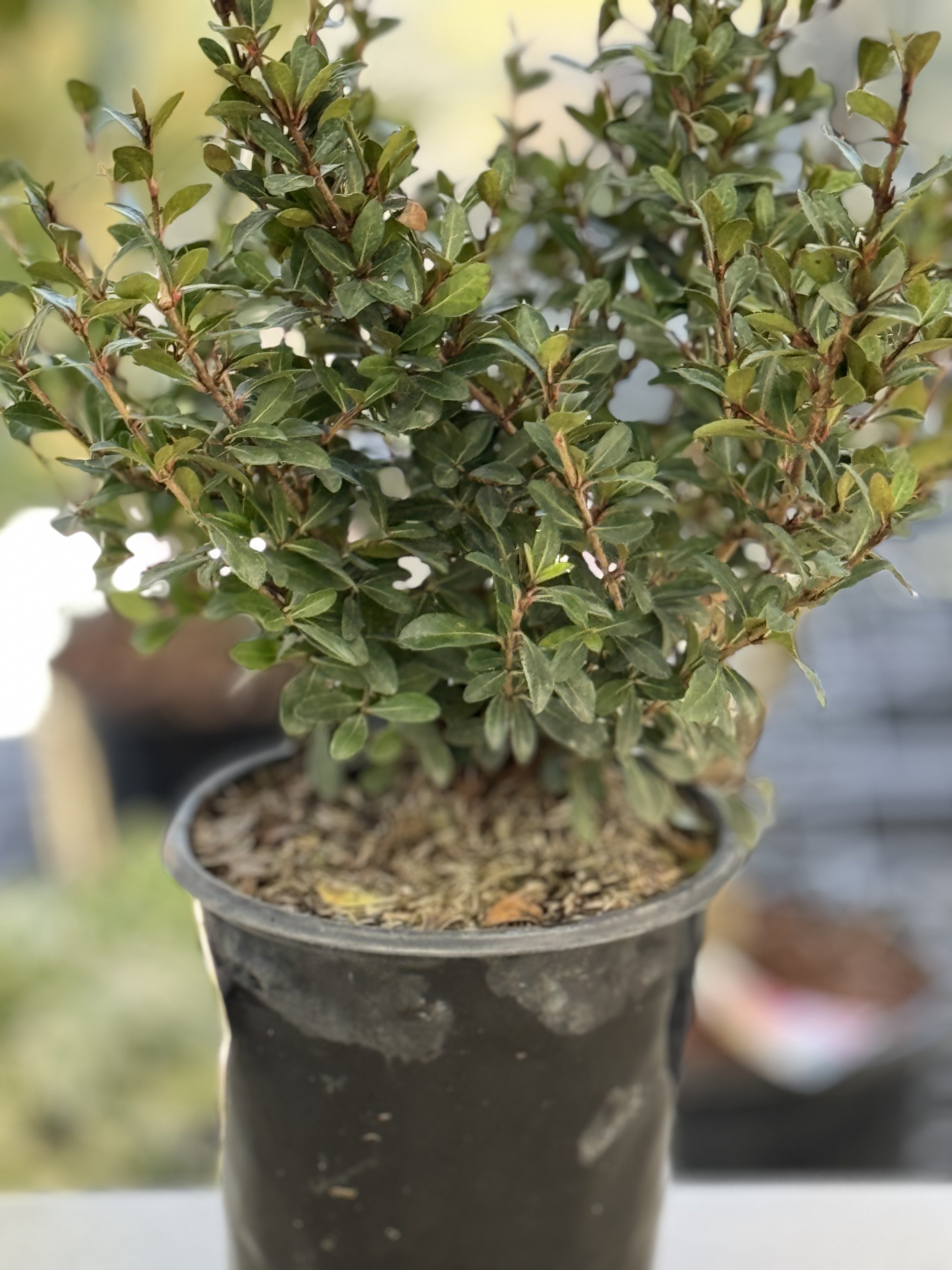 Viburnum Mrs Schillers Delight, Flowering Shrub