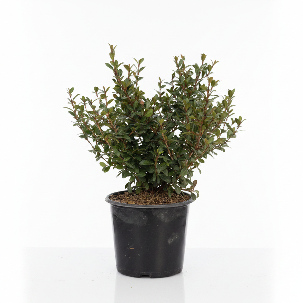 A small potted green shrub with dense, leafy branches in a black plastic nursery pot, photographed against a clean white background.