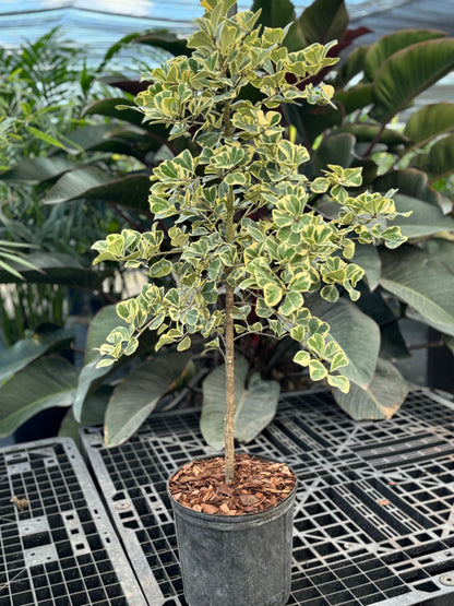 Ficus Triangularis Tree Form Single Stem, Variegated Tree