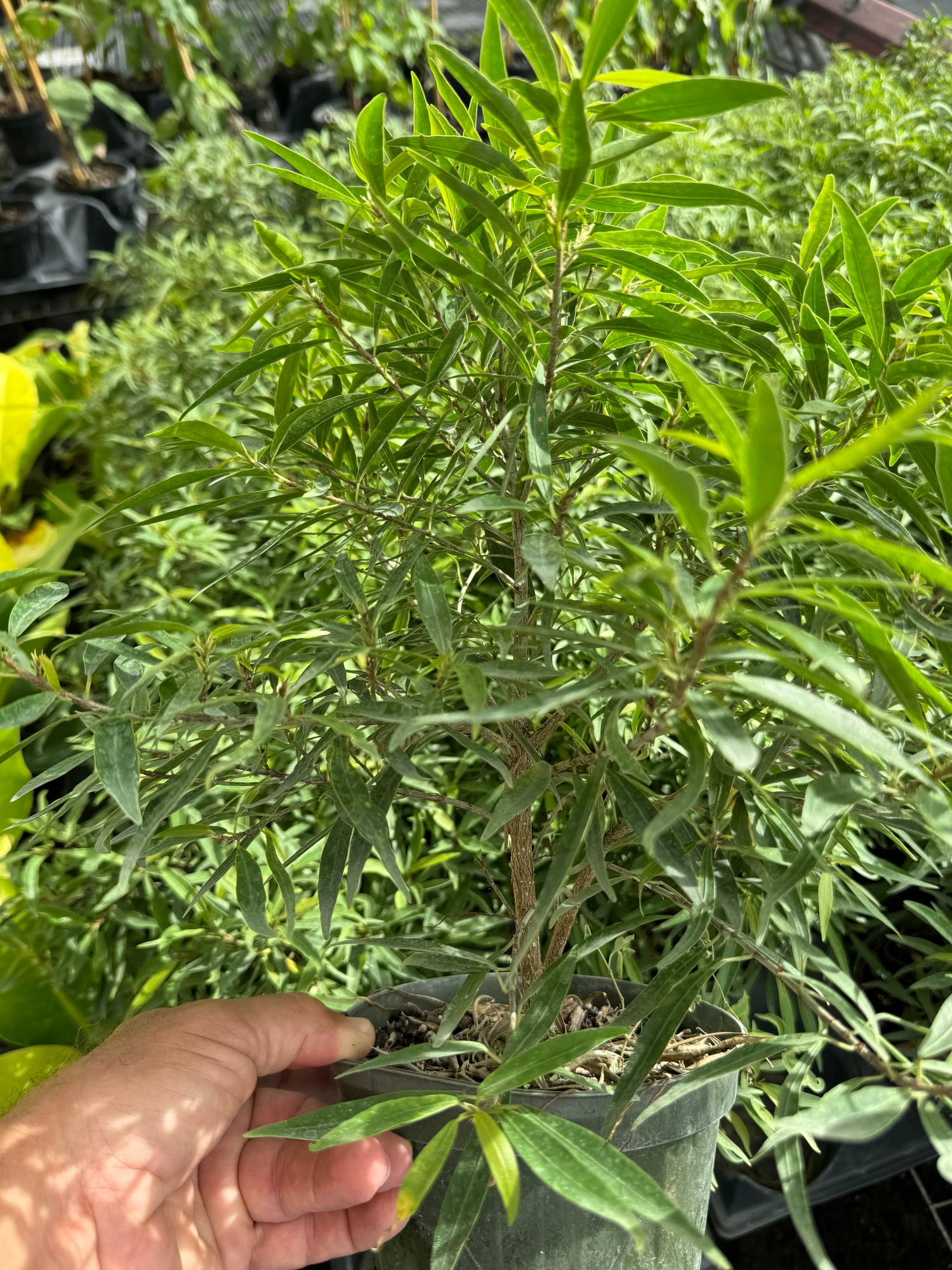 outside view of Ficus Salicifolia, Bonsai Tree