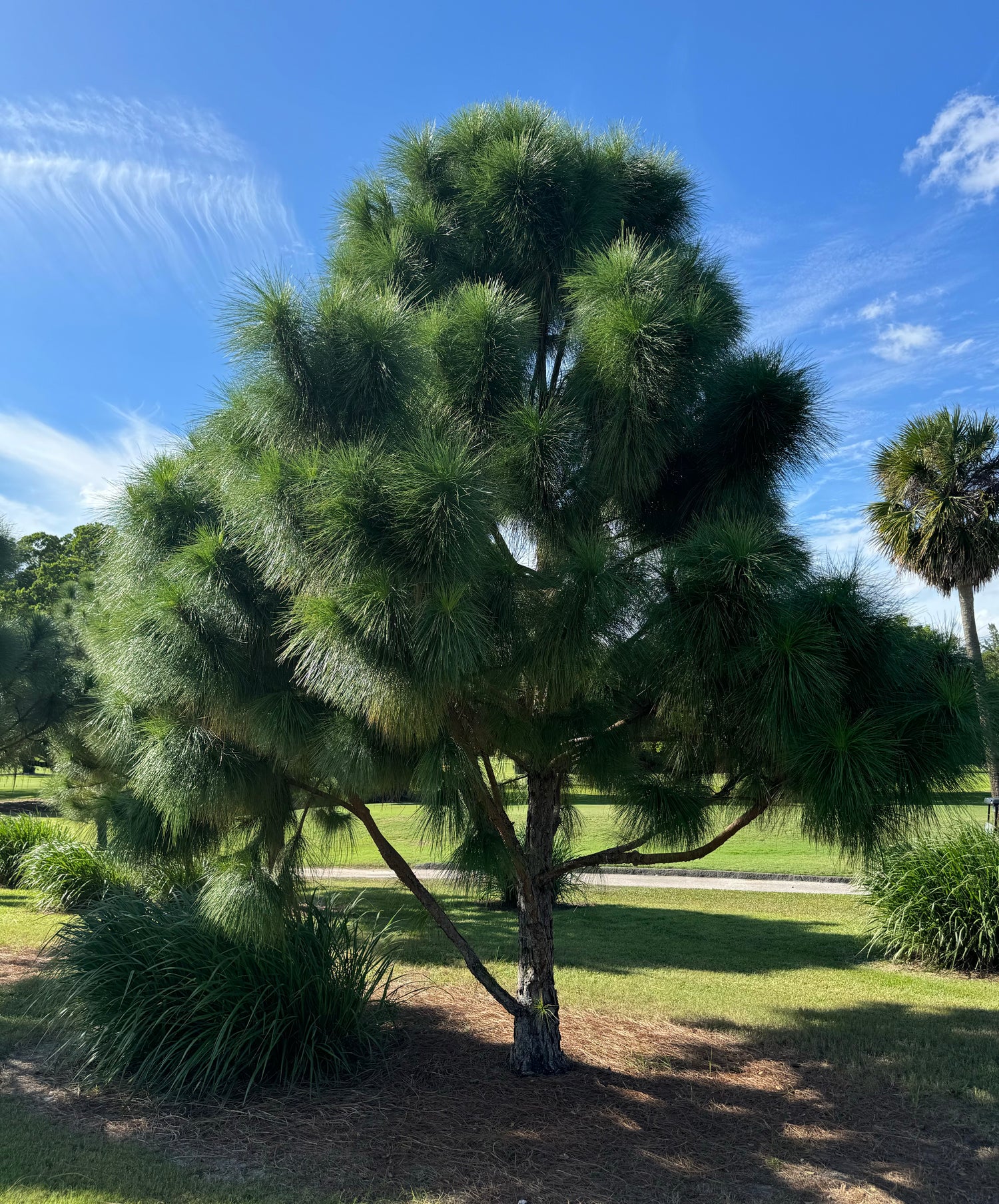 South Florida Slash Pine, Pinus Elliottii Densa