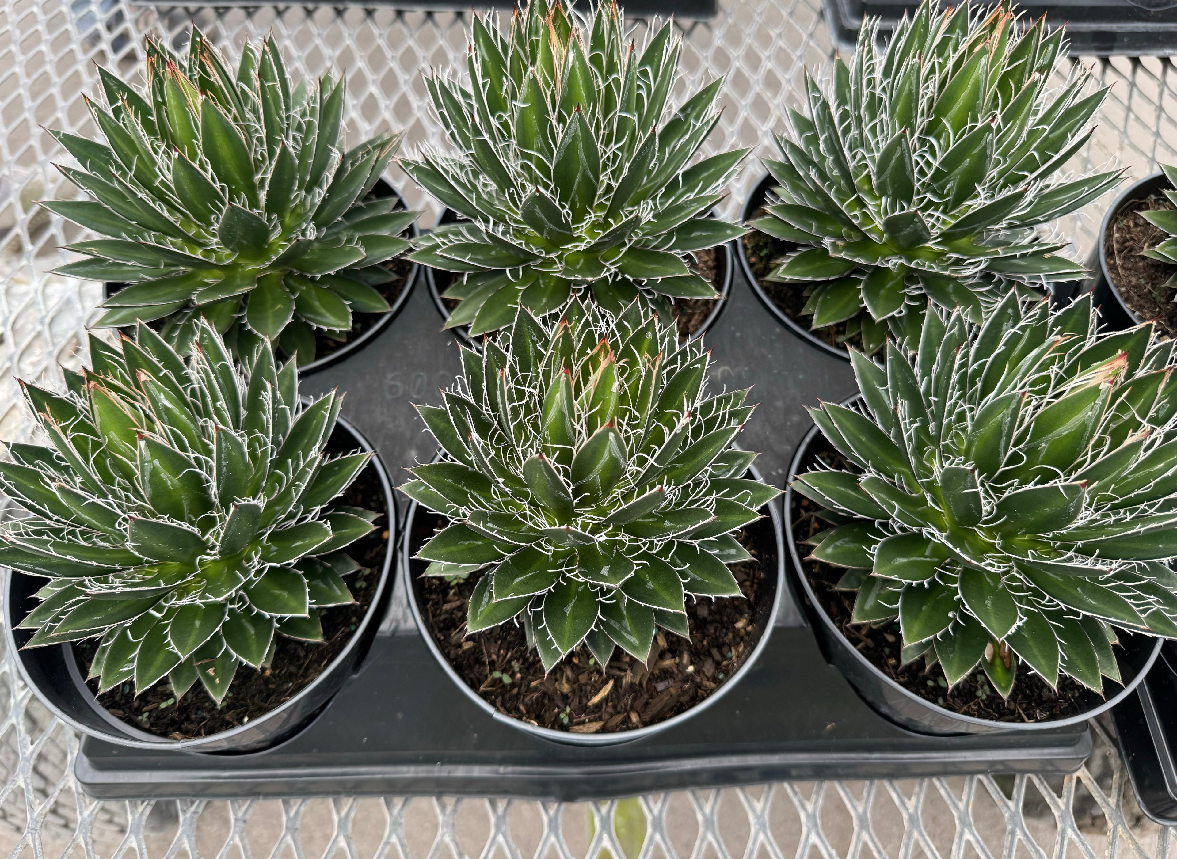 Agave Black Widow Schidigera, Century Plant