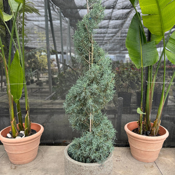 Explore Our Spiral Topiary Arizona Sapphire | Eureka Farms